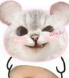 猫咪 可爱 大肚子猫咪 日常