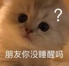 萌宠 猫星人 朋友你没睡醒吗 好奇 呆萌 可爱