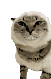萌宠 猫咪 笑 呆萌 可爱