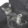 萌宠 猫咪 醉了 呆萌 可爱