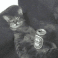 萌宠 猫咪 醉了 呆萌 可爱