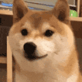 萌宠 狗狗 生气 呆萌 可爱