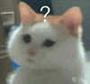 萌宠 猫咪 ？ 呆萌 可爱