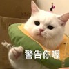 萌宠 猫星人 警告你哦 生气 呆萌 可爱