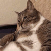 萌宠 猫咪 无语 呆萌 可爱