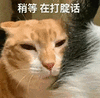 萌宠 猫咪 稍等在打腚话 呆萌 可爱