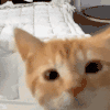 萌宠 猫咪 盯 呆萌 可爱