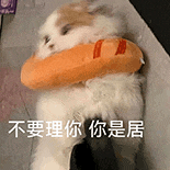 萌寵 貓咪 不要理你你是居 呆萌 可愛(ài)