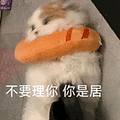 萌宠 猫咪 不要理你你是居 呆萌 可爱