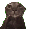 萌宠 猫咪 盯 呆萌 可爱