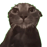 萌宠 猫咪 盯 呆萌 可爱