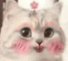 萌宠 猫咪 美 呆萌 可爱