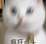 萌宠 猫咪 疯狂点头 呆萌 可爱