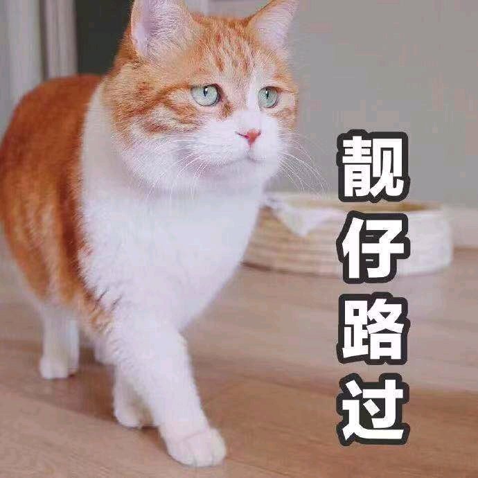 萌宠gif猫星人gif靓仔路过gif我走了gif搞怪gif逗gif