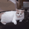 萌宠 猫咪 吃惊 呆萌 可爱