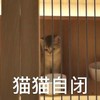 萌宠 猫星人 猫猫自闭 无奈 呆萌 可爱