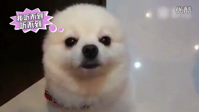 白色狗狗表情包gif图片