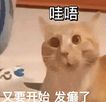 萌宠 猫咪 哇呜又要开始发癫了 呆萌 可爱