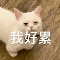 萌宠 猫咪 我好累 呆萌 可爱