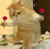 萌宠 猫咪 花 呆萌 可爱