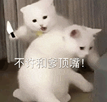 萌宠 猫咪 不许和爹顶嘴 呆萌 可爱