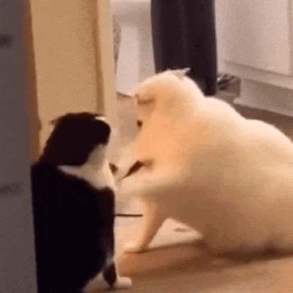 萌宠 猫咪 打你 呆萌 可爱