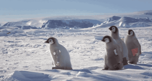 动物企鹅南极可爱呆萌寒冷冰天雪地gif动图