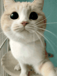 萌宠 猫咪 打你 呆萌 可爱