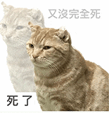 萌宠 猫咪 死了又没完全死 呆萌 可爱