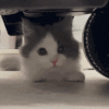 萌宠 猫咪 盯 呆萌 可爱