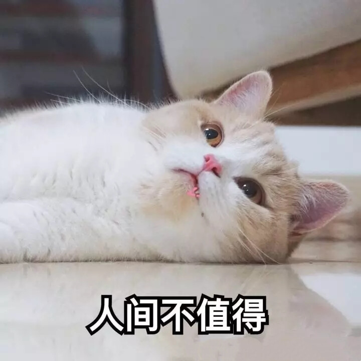 猫咪表情包生无可恋图片