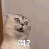萌宠 猫咪 啊 呆萌 可爱