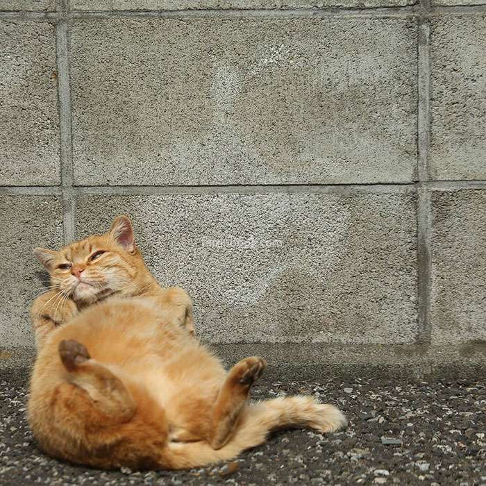 猫表情包 躺下图片