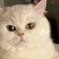 萌宠 猫咪 奋斗 呆萌 可爱