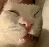 萌宠 猫咪 睡觉 呆萌 可爱