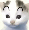 萌宠 猫咪 懵 呆萌 可爱
