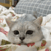 萌宠 猫咪 看着 呆萌 可爱