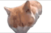 萌宠 猫咪 吃 呆萌 可爱