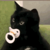 萌宠 猫咪 奶嘴 呆萌 可爱