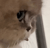 萌宠 猫咪 盯 呆萌 可爱