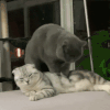 萌宠 猫咪 按摩 呆萌 可爱