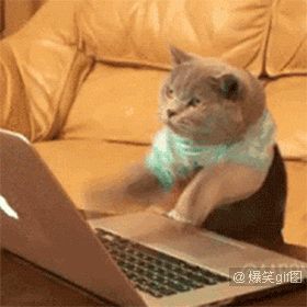 猫敲键盘 表情包图片