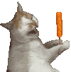 萌宠 猫咪 烤肠 呆萌 可爱