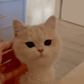 萌宠 猫咪 wink 呆萌 可爱