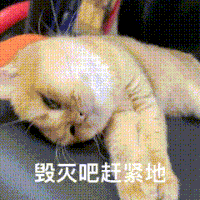 萌宠 猫咪 毁灭吧赶紧地 呆萌 可爱