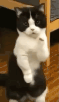 萌宠 猫咪 跳舞 呆萌 可爱