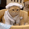 萌宠 猫咪 洗澡 呆萌 可爱