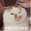 萌宠 猫咪 把我打包送姐姐 呆萌 可爱