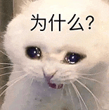 萌寵 貓咪 為什么 呆萌 可愛