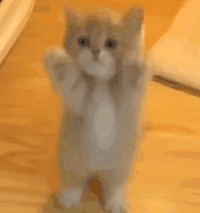萌宠 猫咪 跳 呆萌 可爱